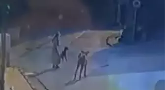 Sarıyer'de Sokak Köpekleri, Yürüyüşteki Köpeğe Saldırdı