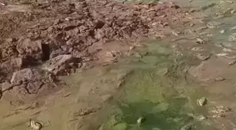 Şırnak'ta Debi Düşüklüğü Nedeniyle Balık Ölümleri