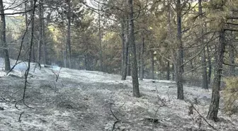 Uşak'taki Orman Yangını Kontrol Altına Alındı