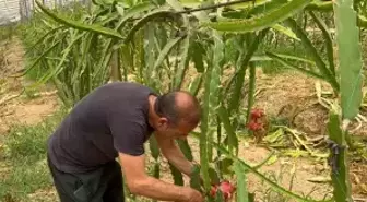 Alanya'da Ejder Meyvesi Hasadı Başladı