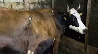 Artvin'de İneğe Ayı Saldırdı: Komşular Panik İle Ayıyı Kaçırdı