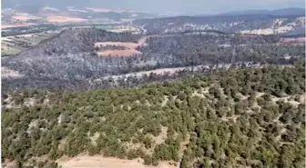 Sakarya'da Orman Yangını Kontrol Altına Alındı