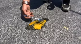İstanbul'da Sıcaklıktan Yumurtalar Pişiyor