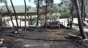 Bilecik'te Çiftlik Yangını: 95 Küçükbaş Hayvan Yandı