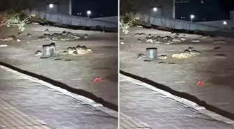 Esenyurt'ta onlarca fare sokak ortasında cirit atıyor