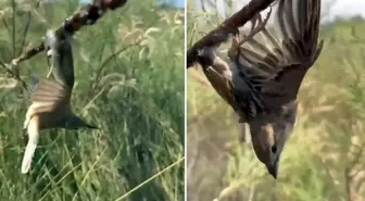 Görüntü Türkiye'den! Kuş cennetine giden araştırmacılar gördükleri karşısında şoke oldu