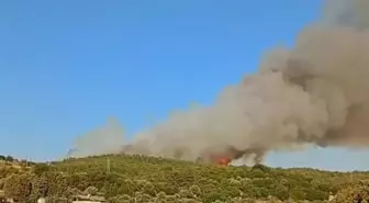 İzmir Urla'da Orman Yangınına Müdahale Başlatıldı