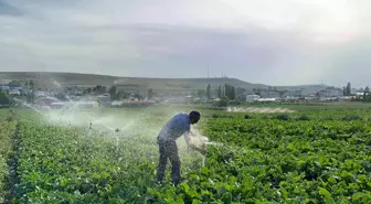 Karslı Çiftçi Baba, Çocuklarının Eğitimi İçin Pancar Ekiyor