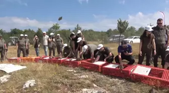 Kastamonu'da 2100 Kınalı Keklik Doğaya Salındı