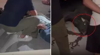 Manda aniden yola fırladı, ortalık kan gölüne döndü