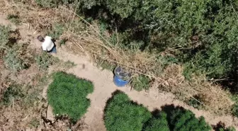 Manisa'da Yasa Dışı Kenevir Üretimine Operasyon: 12 Bin Kök Ele Geçirildi