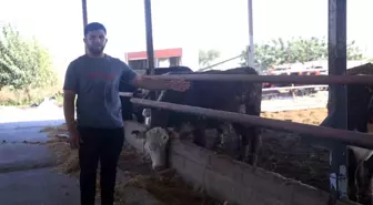 Hatay'da 3 Angus Hayvan Kaçtı, Besici Uyarıyor