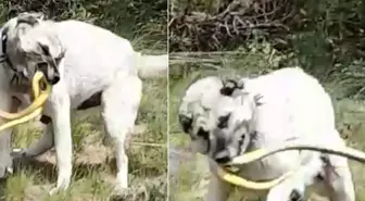 Kangalın cesaretini en iyi anlatan görüntü! Ağaca tırmandı, etkisiz hale getirdi