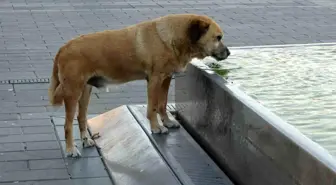 İstanbul'da Aşırı Sıcaklar, Esnaf Su Dökerken Sokak Hayvanları Havuzda Serinliyor