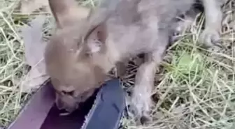 Bartın'da Bir Adamın Çakala Yardımı