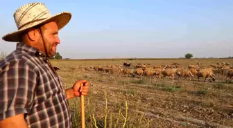 Adana'da Sıcaklık 50 Dereceyi Buldu, Hayvancılık Zorlaşıyor