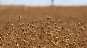 Çörek otunun bilinmeyen gücü: Kanserli hücreleri küçültüyor