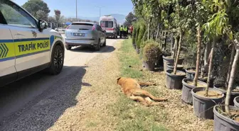 Bursa'da Motosikletin Çarptığı Köpek Telef Oldu, Sürücü Yaralandı
