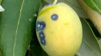 Salihli Tarım Müdürlüğü'nden Zeytin Üreticilerine Uyarı