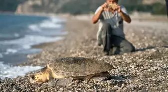 Çıralı'da Caretta Caretta Koruma Projesi