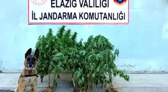 Elazığ'da Jandarma Operasyonu: Tapulu Arazide Kenevir ve Esrar Ele Geçirildi