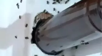Gümüşhane'de Arıların Evi Basması Aileyi Şaşırttı