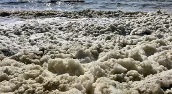 İskenderun Körfezi'nde Fitoplankton Patlaması: Müsilajla Karıştırılmamalı