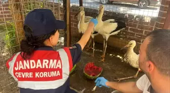 Yaralı Leylek Jandarma Eşliğinde Veterinere Götürüldü