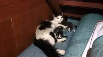 Camide Misafir Kedi: Yavrular için Korunak Arayan Sokak Kedisi İmaret Camii'ne Sığındı