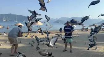 Marmaris'te Güvercinlere Duyarlı Vatandaşlar Yardım Eli Uzatıyor