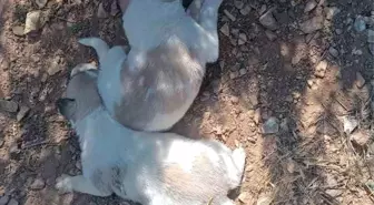 Kırşehir'de Sıkışan İki Köpek Kurtarıldı