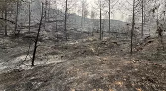Sakarya'daki Orman Yangınları Kontrol Altına Alınıyor