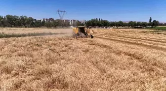 Sivas'ta Buğday ve Arpa Hasadı Başladı