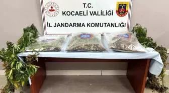Kocaeli'de Uyuşturucu Operasyonu: 556 Kök Kenevir ve 2 Tutuklama