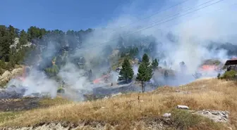 Alanya'da Orman Yangını