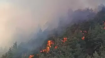 Denizli'de Tarım Arazisinde Yangın, Ormana Sıçradı