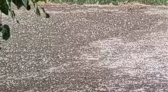 Elazığ'da Dolu Yağışı Beyaza Bürüdü