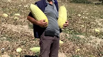 Göncek Kavunu Organik Tarıma Kazandırılıyor