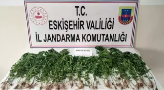 Eskişehir'de Kamu Arazisine Kenevir Eken Şahıs Suçüstü Yakalandı