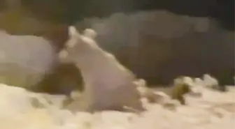 Çukurca'da Bozayı ve Yavruları Gıda Ararken Görüntülendi