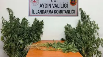 Aydın'da Uyuşturucu Operasyonu: 71 Kök Kenevir Ele Geçirildi