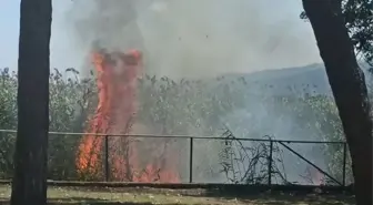 Kocaeli'de Sapanca Gölü kıyısında çıkan yangın söndürüldü
