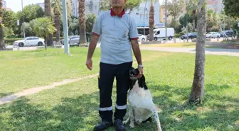 Sokak Köpeği 'Kola' ve Temizlik Görevlisi Mustafa'nın 11 Yıllık Dostluğu