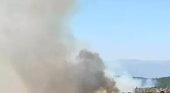 Uşak'ta Meşelik Alanda Yangın: Ekipler Müdahale Ediyor