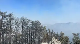Antalya'da Orman Yangınları Kontrol Altına Alınıyor