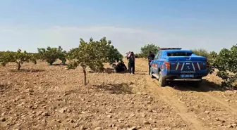 Gaziantep'te Antep Fıstığı Hasadı Sırasında Kalp Krizinden Ölüm