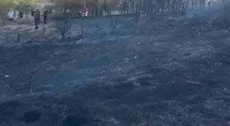 Cunda Adası'ndaki Orman Yangını Kontrol Altına Alındı