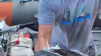 Antalya'da Caretta Caretta Kurtarıldı
