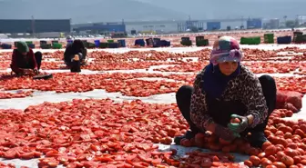 İzmir Torbalı'da Kuru Domates Hasadı Devam Ediyor