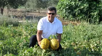 Kırkağaç Kavunu AB Coğrafi Tescil Belgesi Aldı